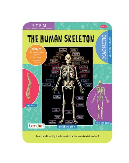 Magnetic Tin Playset : Human Skeleton
